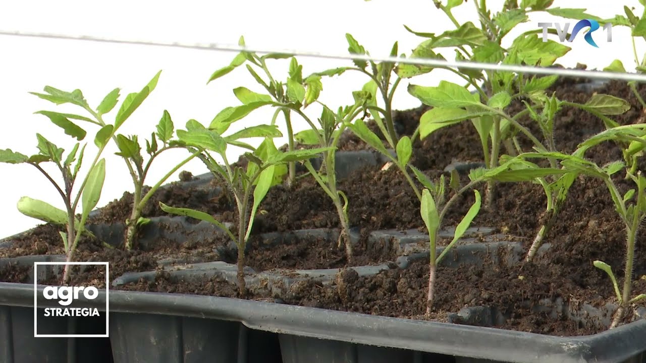 În Grădina Danei. Răsaduri de tomate - primele boli ce pot apărea, semne