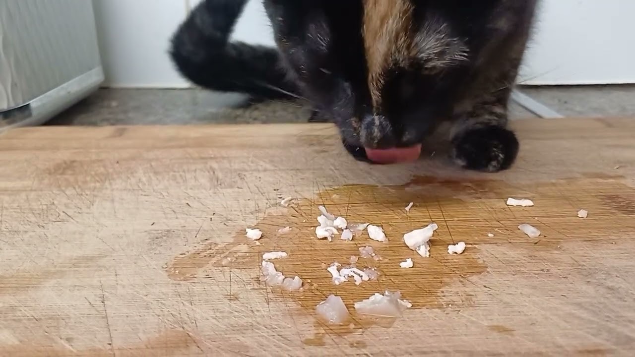 FISHFOOD MUKBANG ASMR KITTEN 😸 