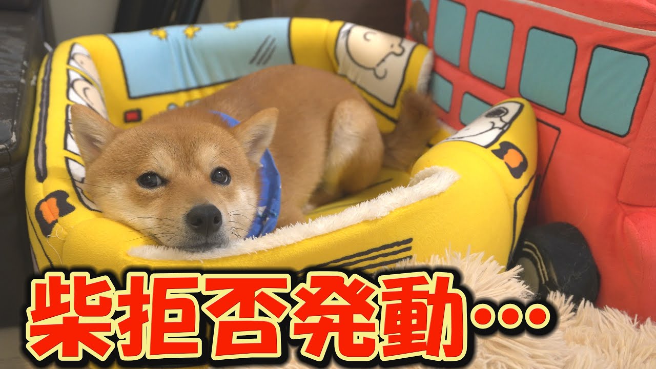 体調不良？大好きなドッグランに連れて行こうと思ったのに、断固拒否する柴犬・・・