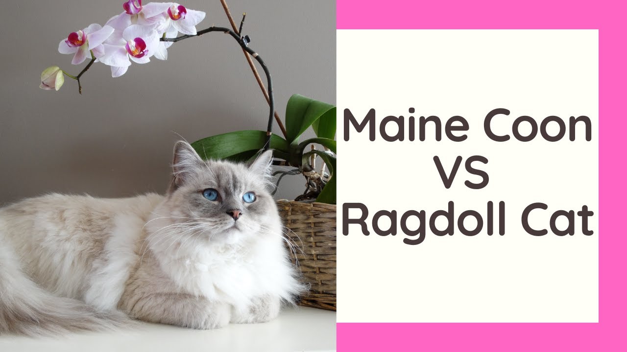 Maine Coon VS Ragdoll