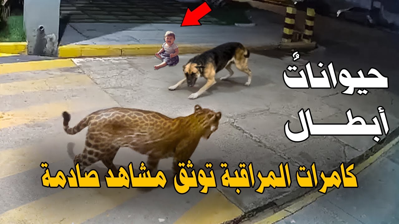 حيوانات أبطال!  مشاهد لو لم تصورها الكامرات لما صدقها أحد...