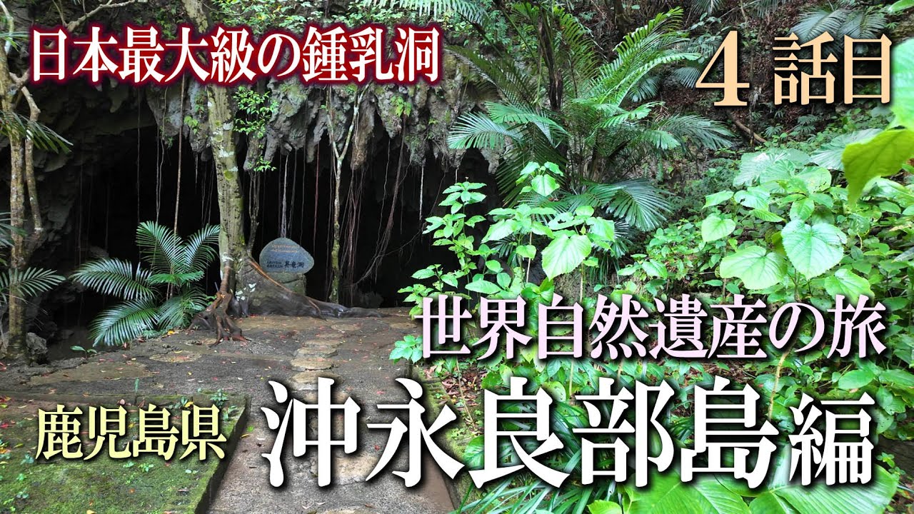 世界自然遺産の旅  徳之島・沖永良部島４話目