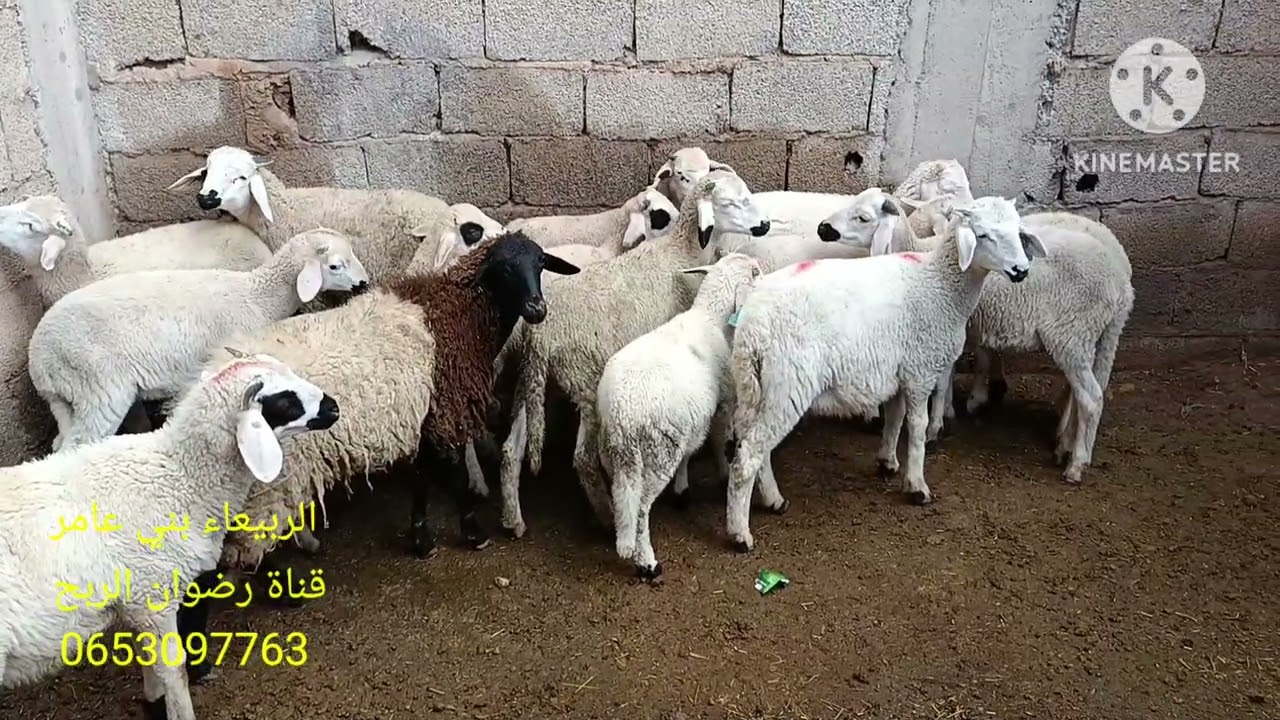  ماشاء الله تبارك مليح 
