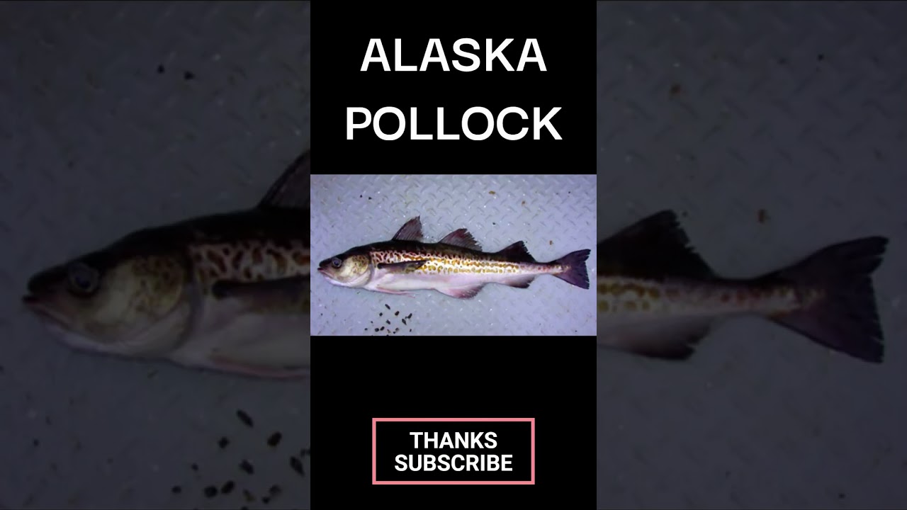 ALASKA POLLOCK |WALLEYE POLLOCK #marine #fish