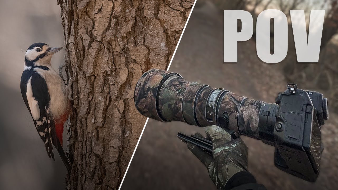 POV Nature and Wildlife Photography | Early morning