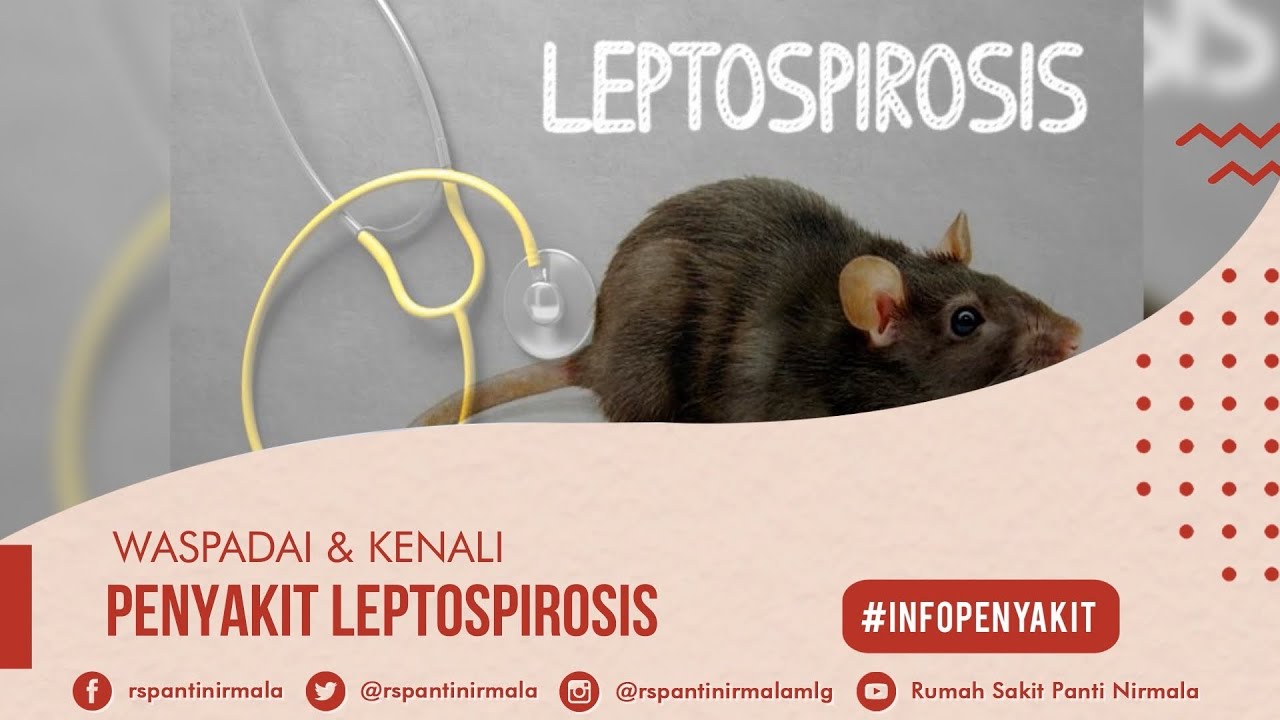 Info Penyakit Leptospirosis -RS Panti Nirmala Malang