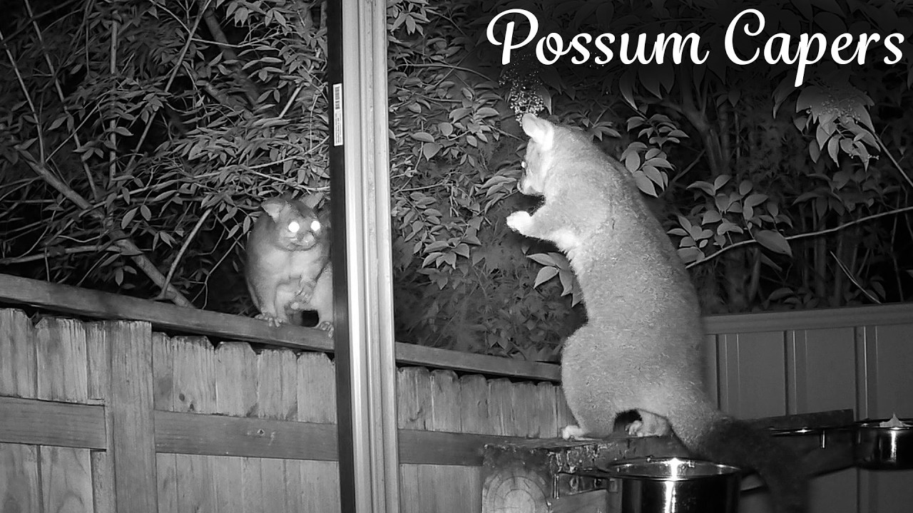 A Tense Faceoff Resolves Peacefully.
