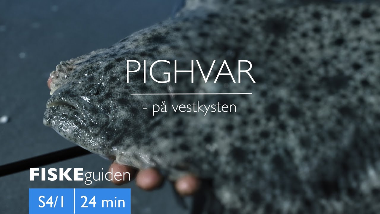 FISKEguiden: Pighvar