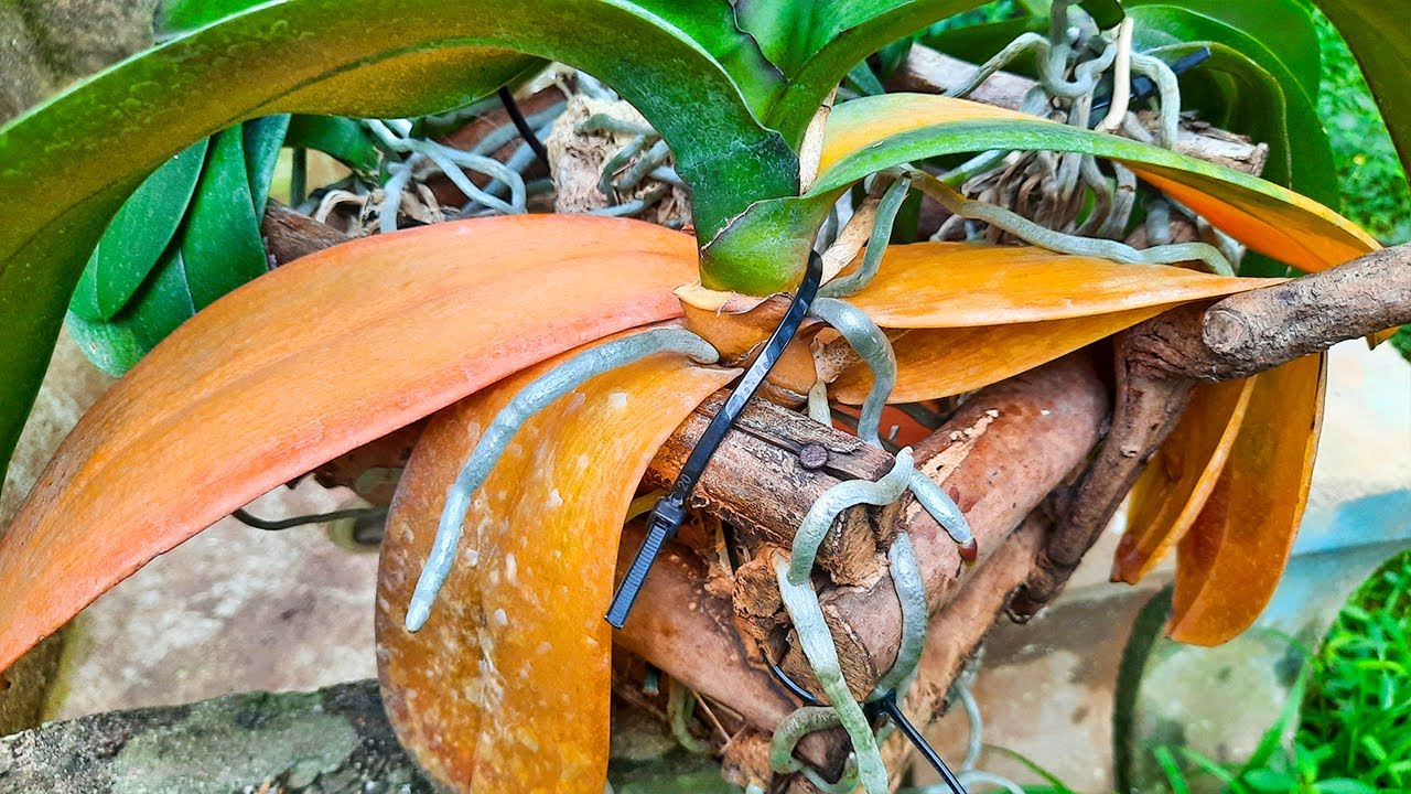 Por quê as ORQUÍDEAS ficam com as FOLHAS AMARELAS?