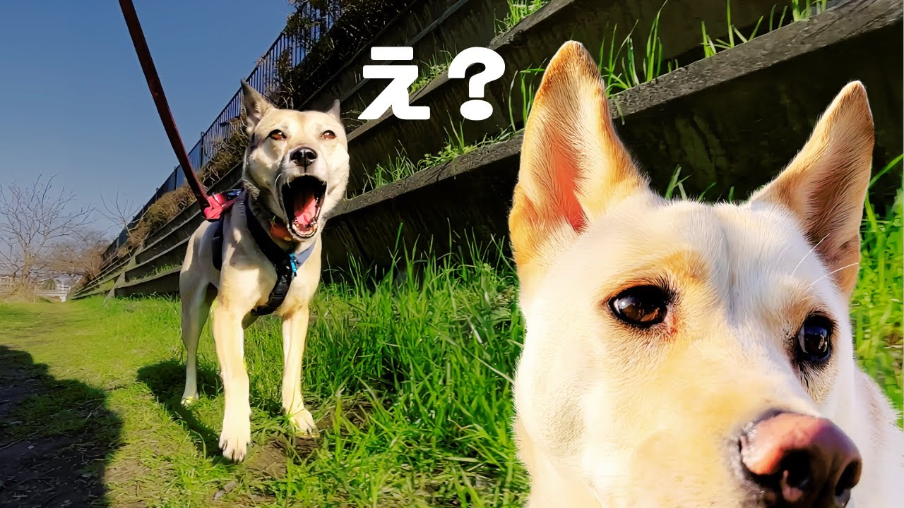 【保護犬】アッチャンが突然！震え怯え出した！すると..兄犬の優しい行動に癒やされる【感動】
