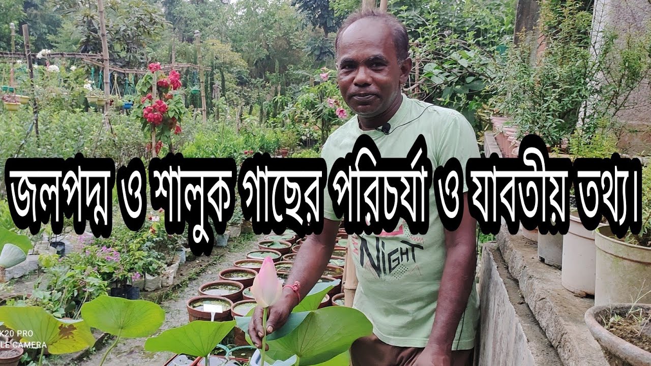 জল পদ্ম গাছের পরিচর্যা |। How to care water lily & lotus || All about growing tips and care:
