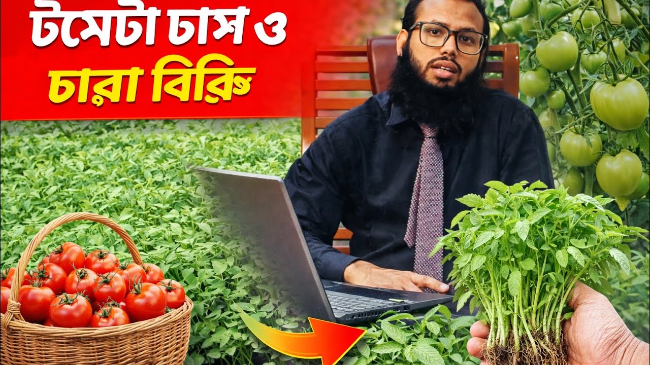 কোকোপিটে উৎপাদিত উচ্চ ফলনশীল টমেটোর চারা বিক্রি  চলছে। 01842080638।