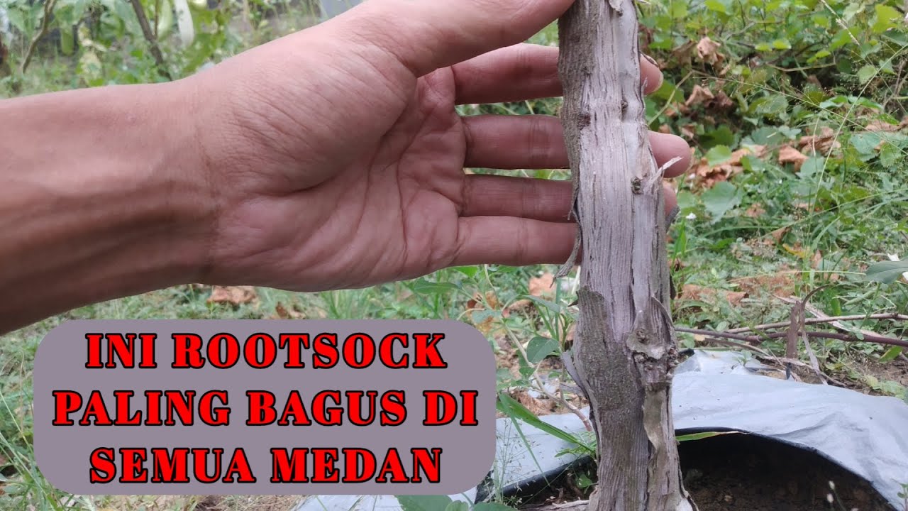 Tips Anggur - Memilih Rootstock Anggur