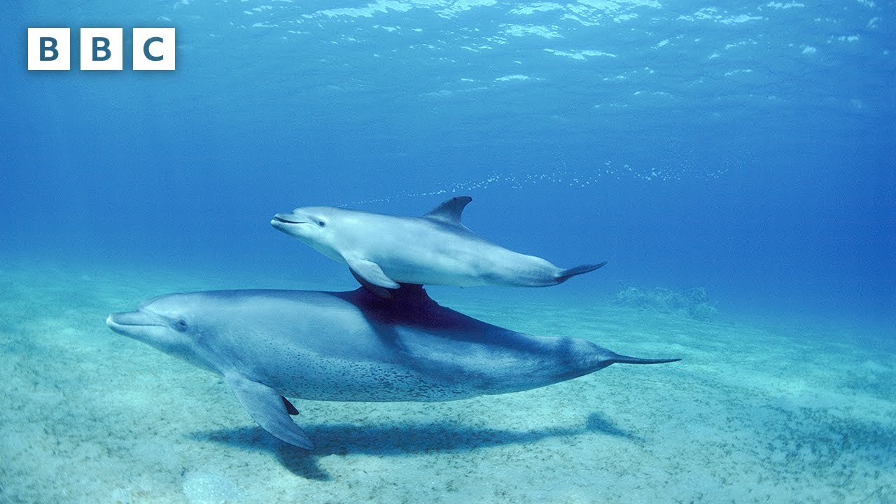 Dolphin teaches her calf a special trick | Parenthood - BBC