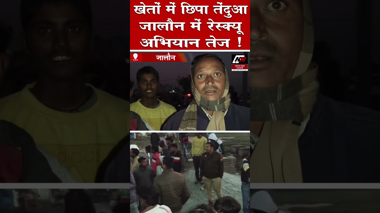 खेतों में छिपा तेंदुआ जालौन में रेस्क्यू अभियान तेज ! | News Time Nation