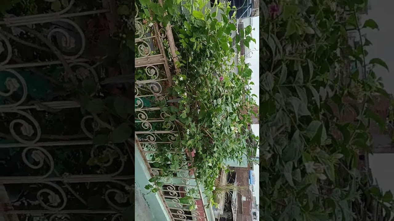 Gwalior weather nowadays....#gwalior #weather#nature