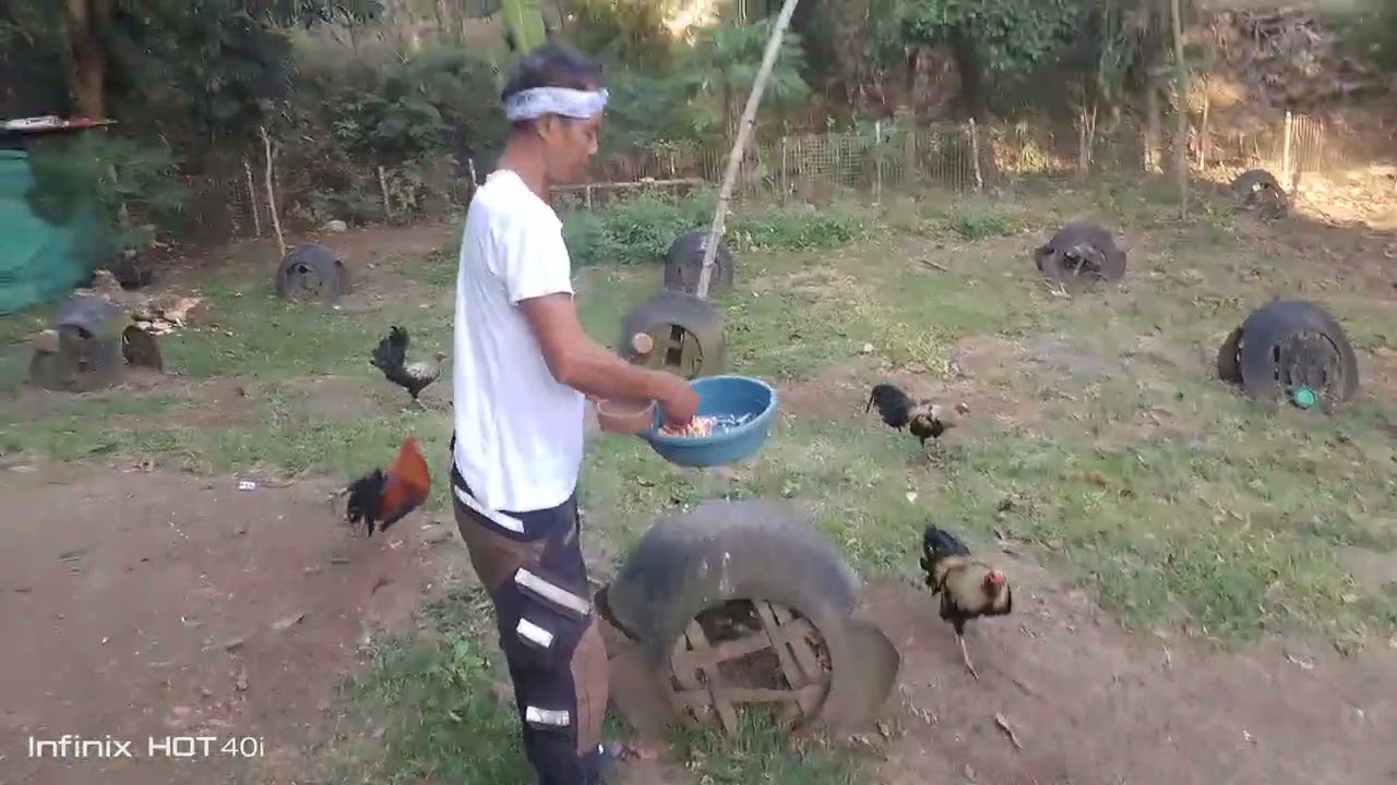 nag patuka na ako ng manok