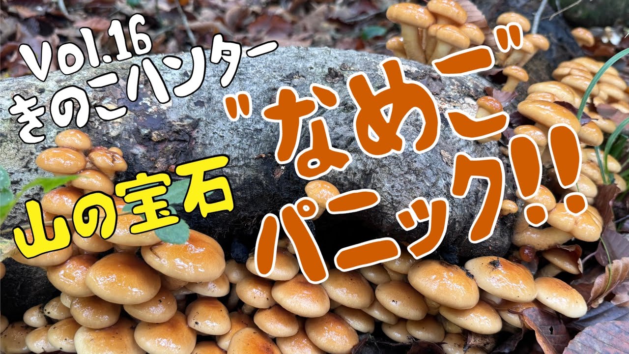 きのこハンターVol.16 山の宝石〜なめこパニック〜