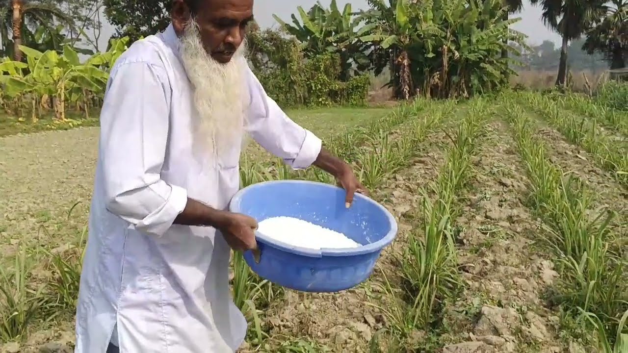  আখ চাষ করে বিঘা প্রতি প্রায় এক থেকে 2 লক্ষ টাকা ইনকাম করা সম্ভব দেশি আখ বৃষ্টিতে ভরপুর আখ চাষে 