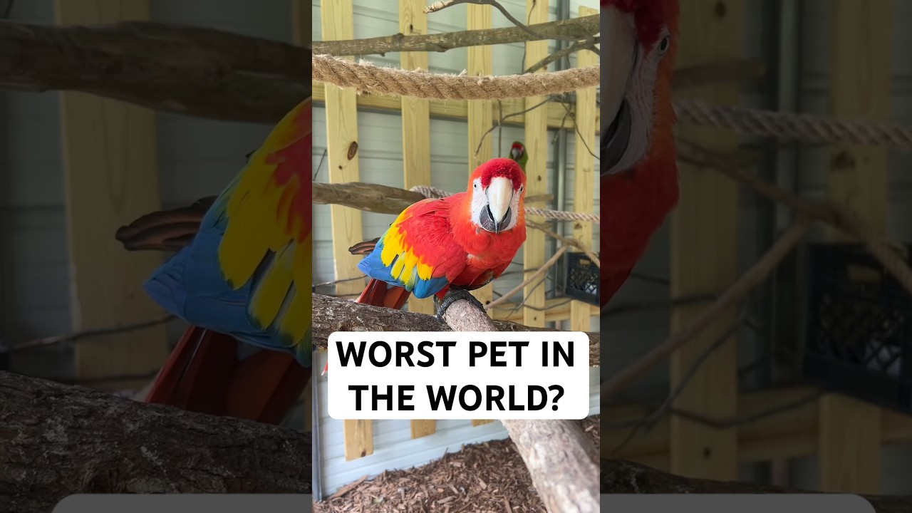 Do Macaws Make Good Pets?