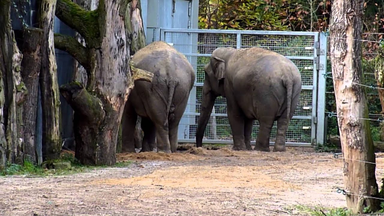 6 November 2012 Dierenpark Amersfoort olifantje voor het eerst naar buiten.