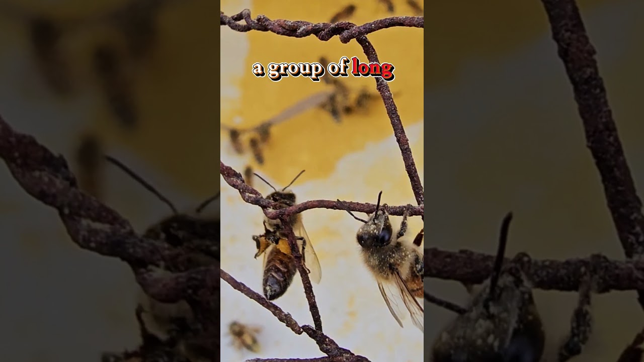 ☯️ HOW BEES COLLECT POLLEN #honeybees #savethebees #beefriendly