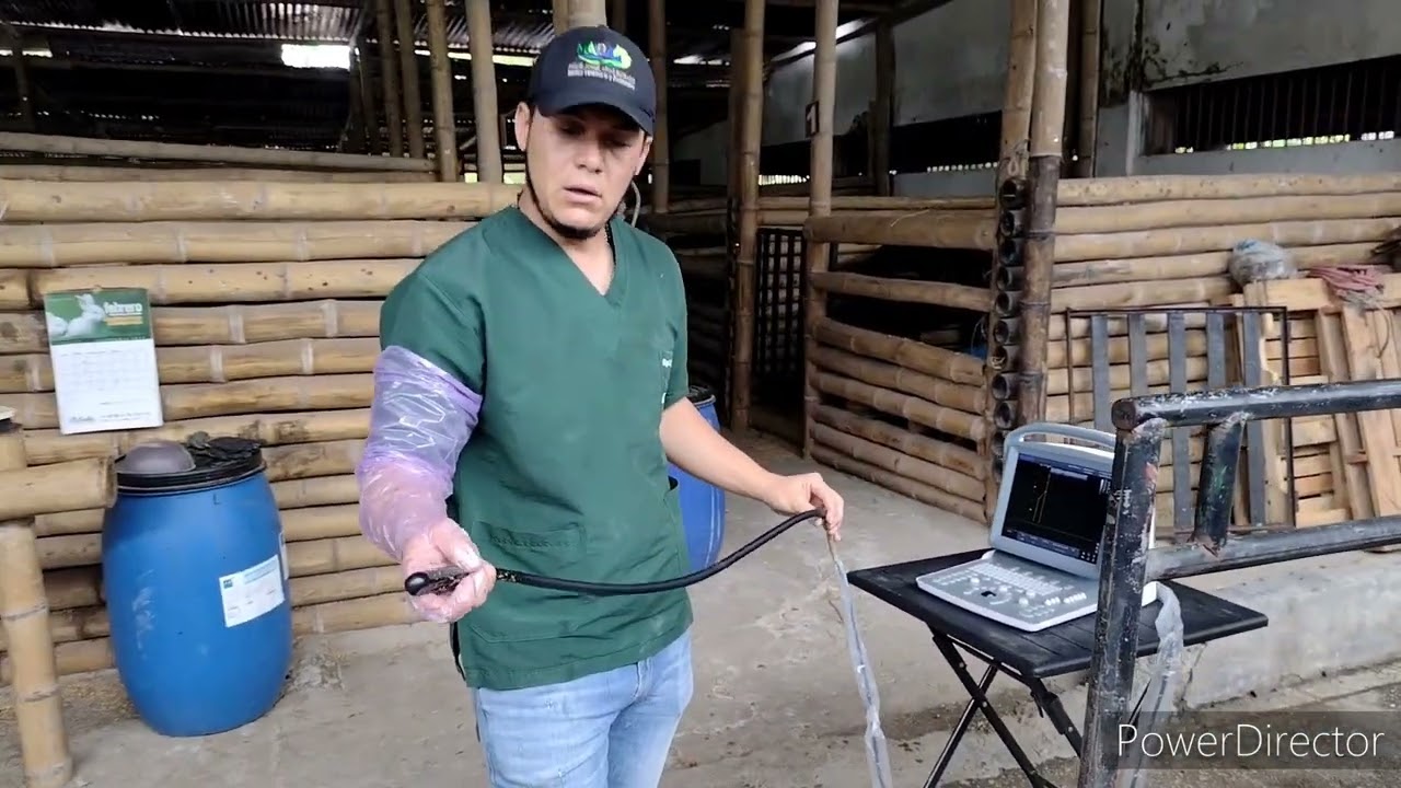 MONITOREO DE PREÑEZ EN YEGUA - ECOGRAFIA potros Colombia tv /Procesos Reproductivos en Equinos