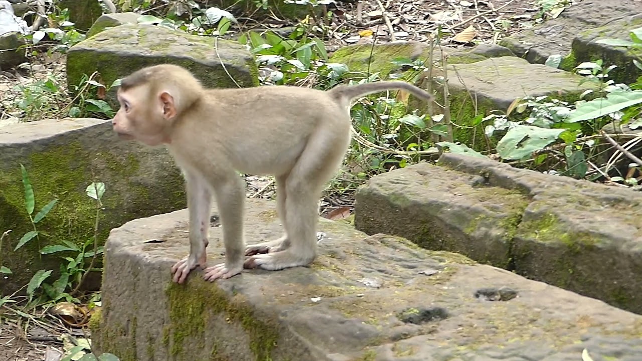 Funny baby monkey Rojo reactions make other monkeys angry and got attacked