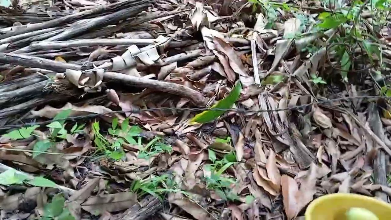 Mais uma vez  fomos pegar manga  na baixas 