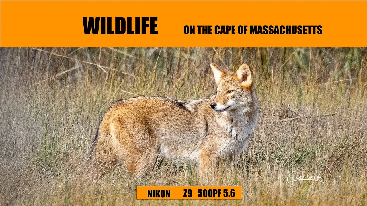 Cape Cod's Hidden Wildlife Wonders