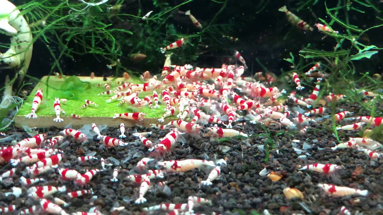 CRS Shrimp feeding