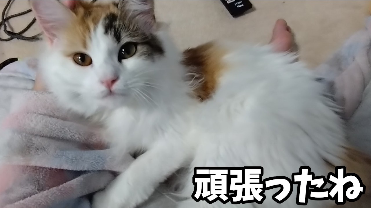 避妊手術をした末っ子猫が甘えん坊で可愛すぎました