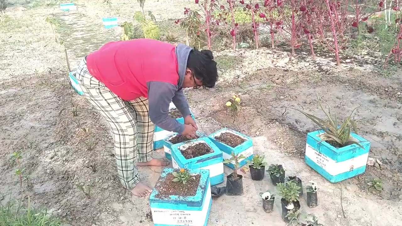 नये फूलों का पौधा #trending #viral #Flowers #garden #viralvideo #youtube #video #morning #videos