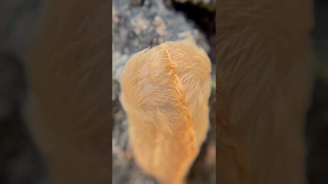 I Found The MOST TOXIC Caterpillar In TEXAS! #short #shorts #asp #moth #caterpillar