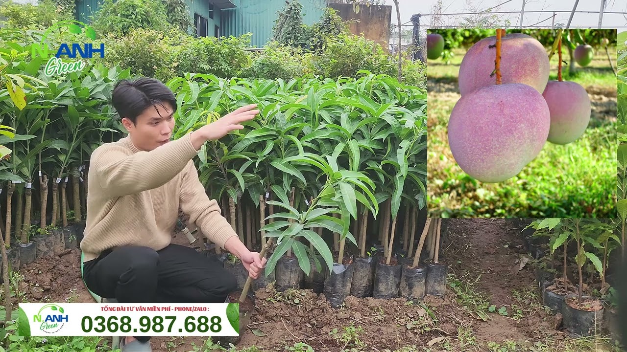 Xoài Úc Quả To Tròn, Chín Hồng Đẹp Như Tranh | Nhà Vườn Nguyên Anh 0368.987.688