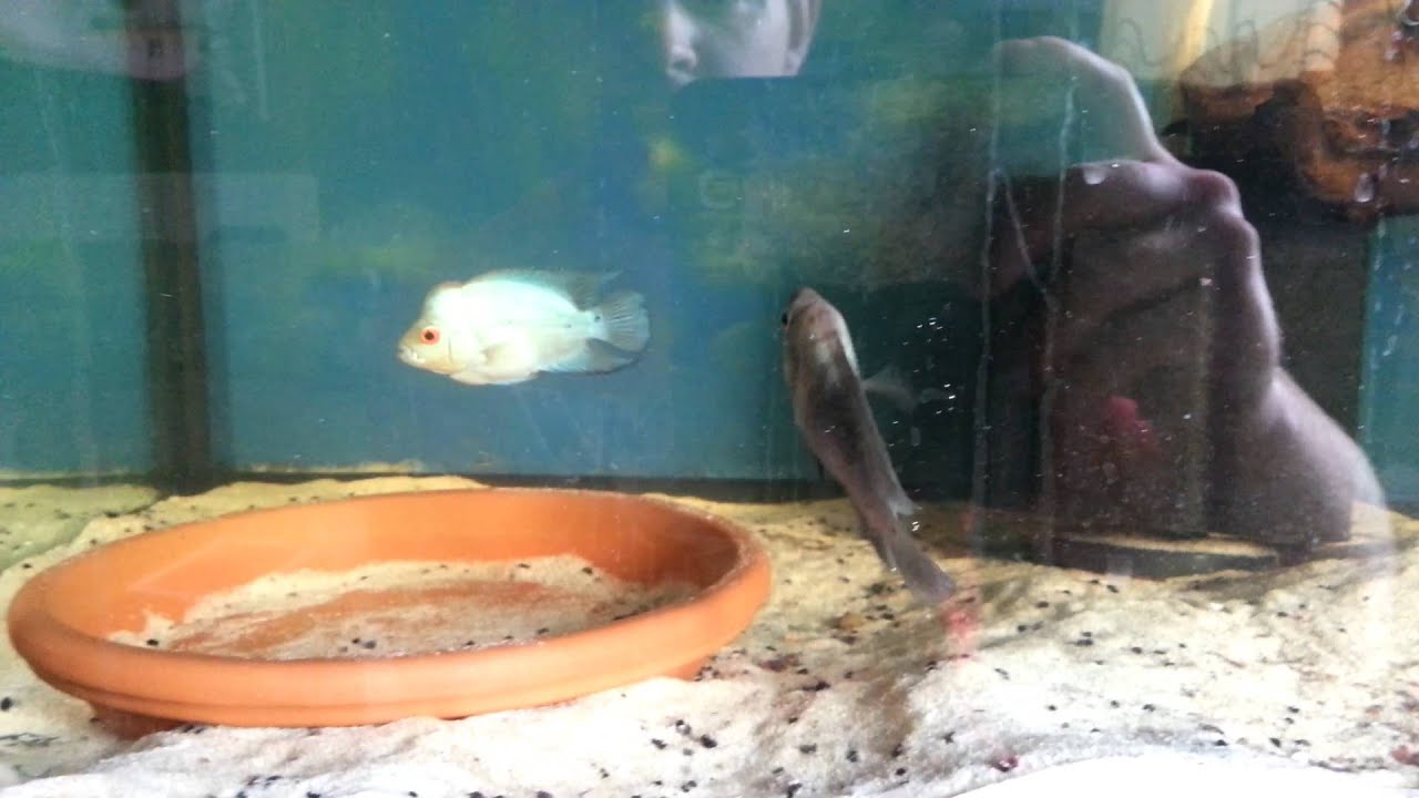Thai silk flowerhorn Pair