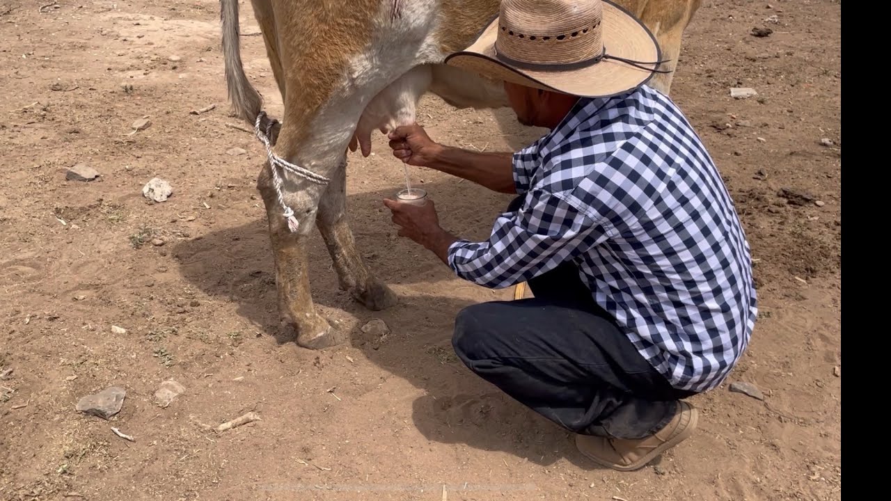 Vacas buenas para la leche    SIMENTAL