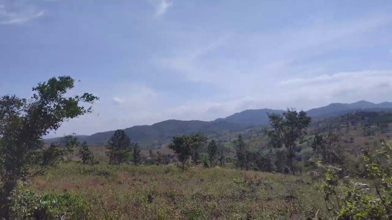Walking Grass Forest Mountain