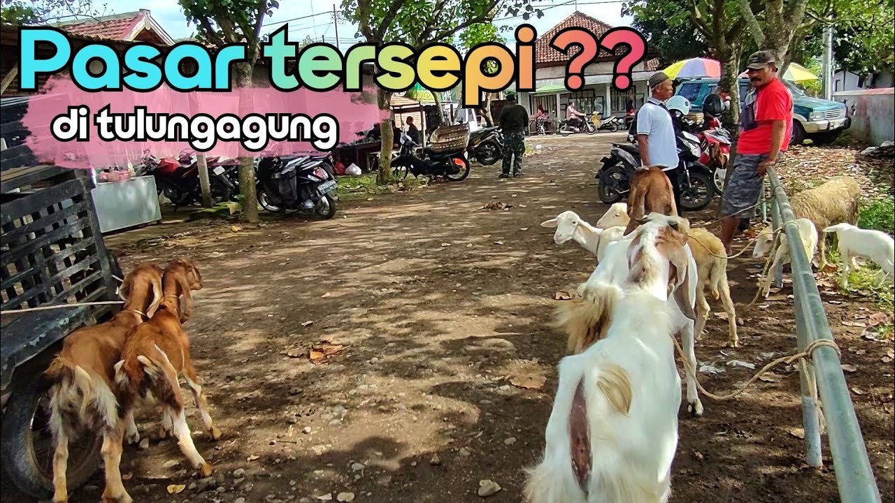 PASAR TERSEPI DI TULUNGAGUNG TOLONG DI RAMAIKAN !!! PASAR BUNGUR TULUNGAGUNG.