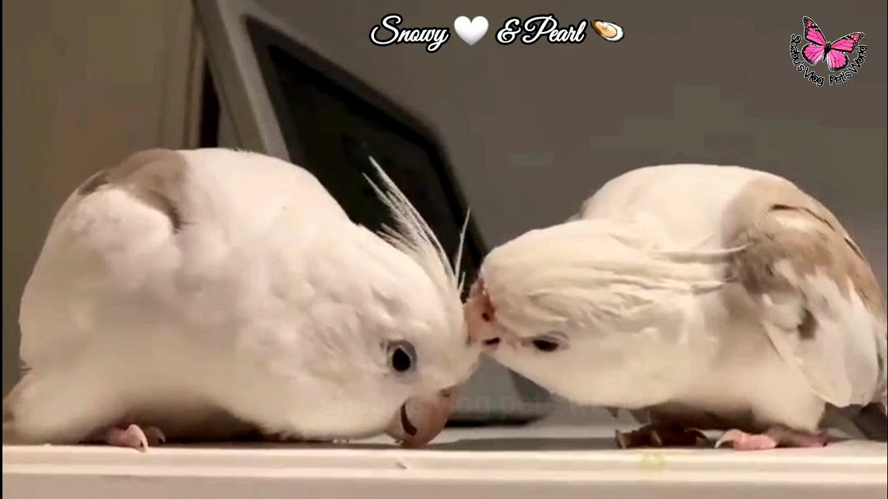 Cute cockatiels Snowey & Pearl Singing || Cockatiel Singing || Cockatiel whistling and talking