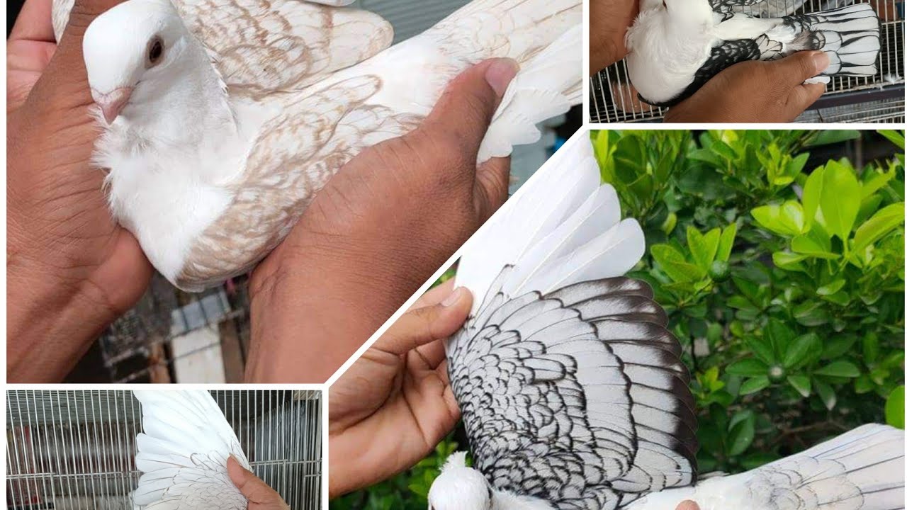 Different kind of cof laces...
