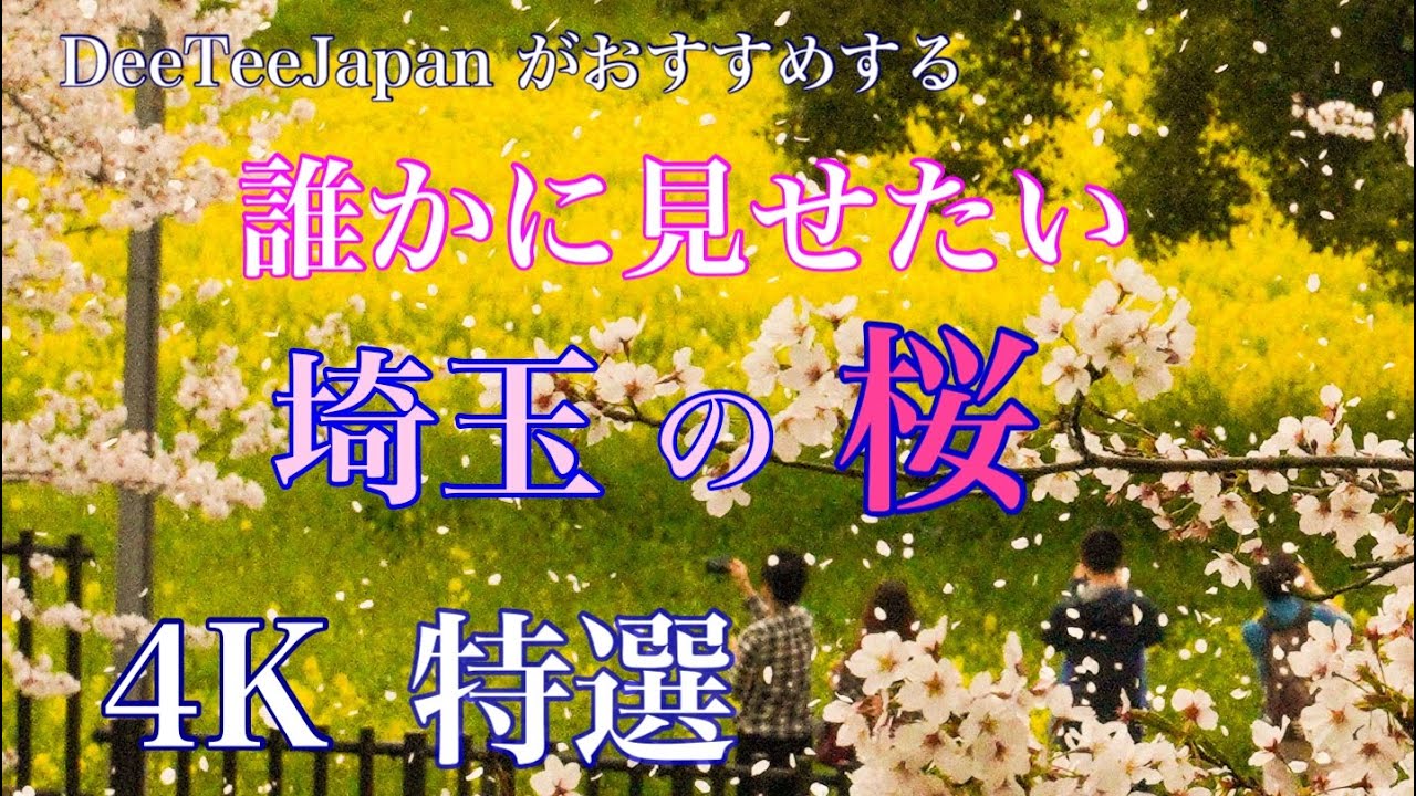 【4K 誰かに見せたい埼玉の桜🌸埼玉県オススメ桜名所】美しい埼玉の桜🌸 Saitama cherry blossoms