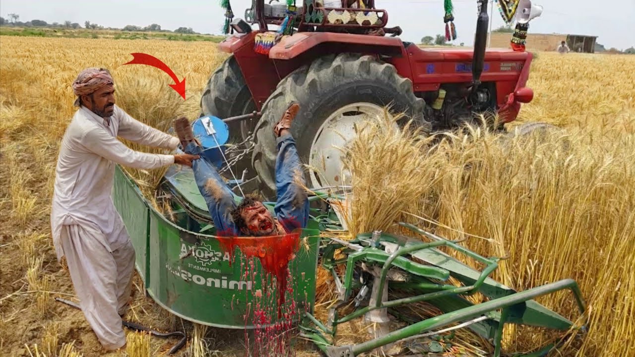 ​Old Fiat 480 Tractor Extreme Performance on Wheat Reaper | Traditional Harvesting | 4K Ultra HD