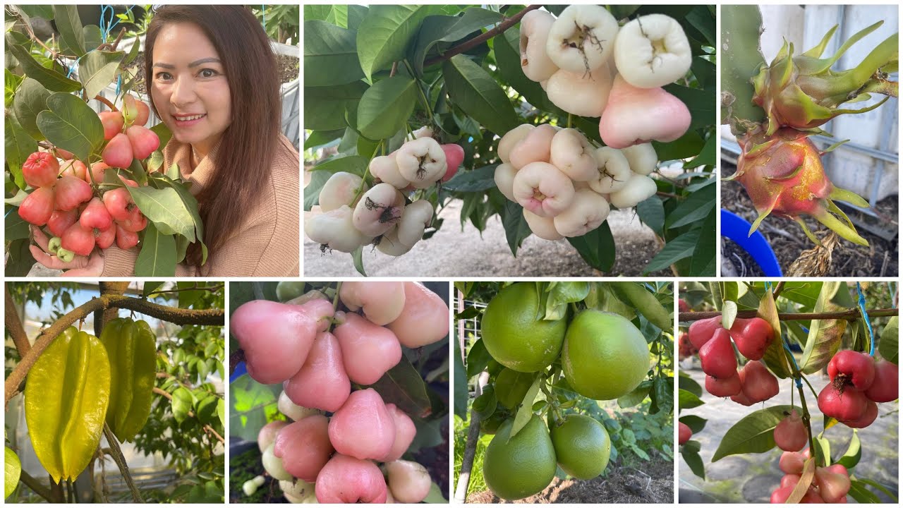 Tham quan vườn mận gần 30 loại trồng ở Melbourne. Chủ vườn chia sẻ kinh nghiệm trồng cây ăn trái.