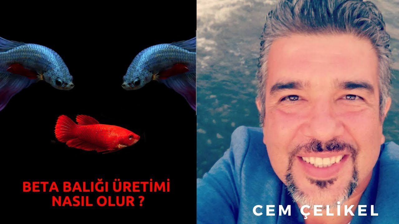 Beta Balığı Nasıl Üretilir?!! Damızlık Beta Üretim Akvaryumu Nasıl Olmalı?!! (Beta Cinsiyet Ayrımı)