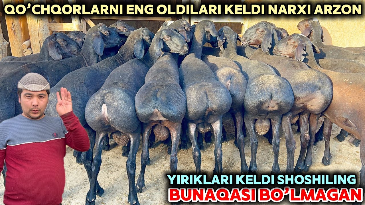 OBIDJON AKA YIRIK QO’CHQORLARNI ZO’RLARINI NARXINI ARZON QIVORDI SHOSHILING PULI ARZONLARI KELDI