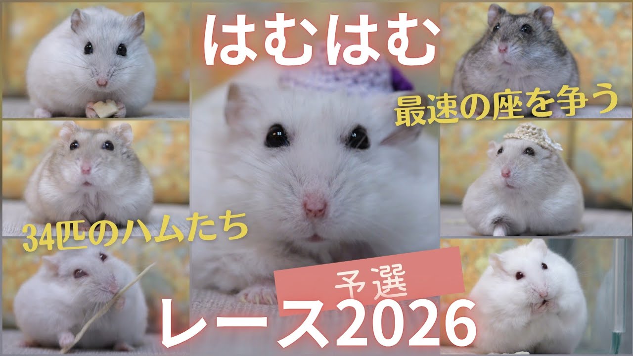 【プレミア配信】はむはむレース2026予選～34匹のハムスターが最速の座をかけて戦う40分！