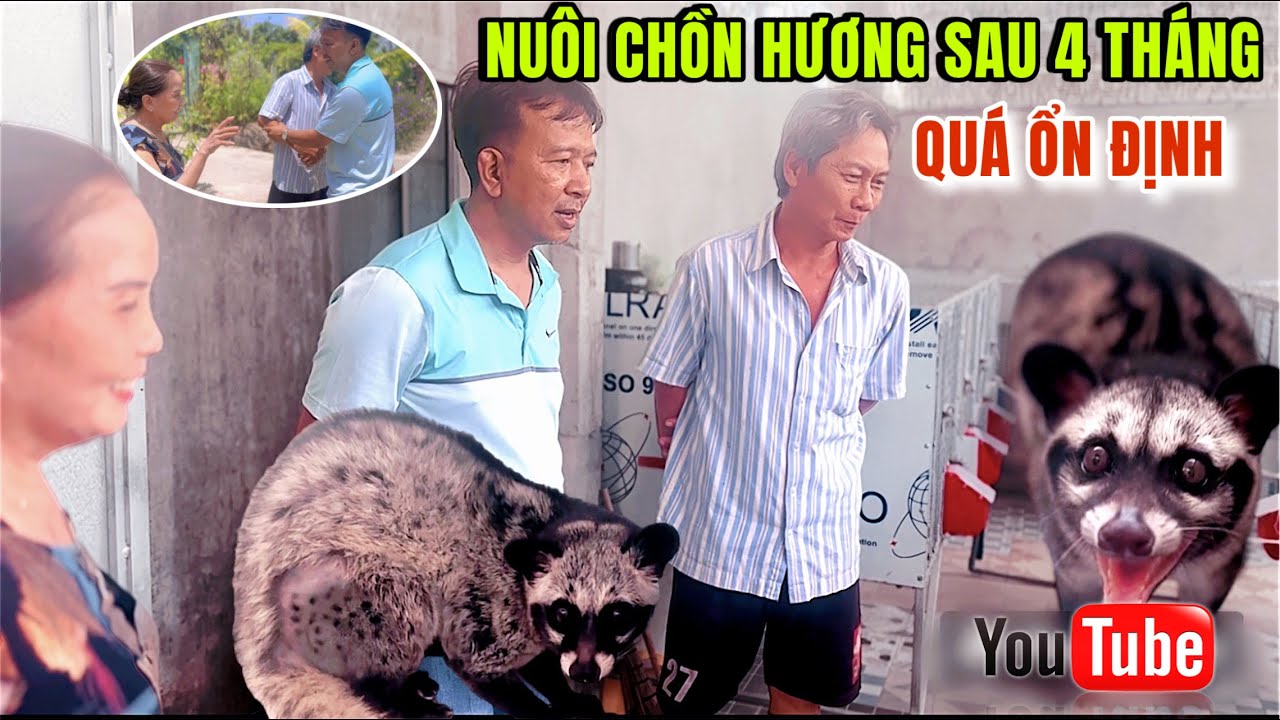 Khởi nghiệp nuôi 20 con Chồn Hương sau 4 tháng bắt giống của Anh Chị BẾN TRE. Giờ đã ra sao ?