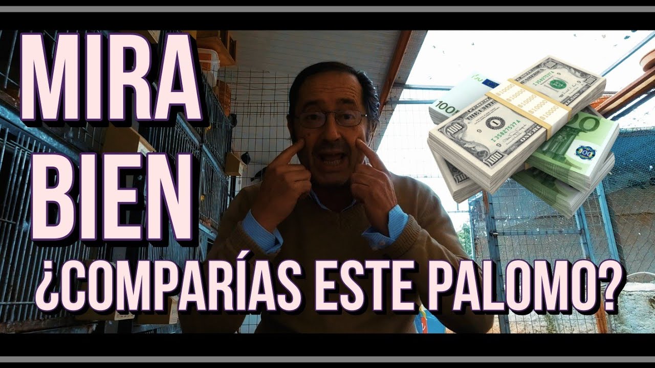Mira bien 😜 ¿Comprarías este palomo?🤷...¿Cuánto he ofrecido por él?...💰💰
