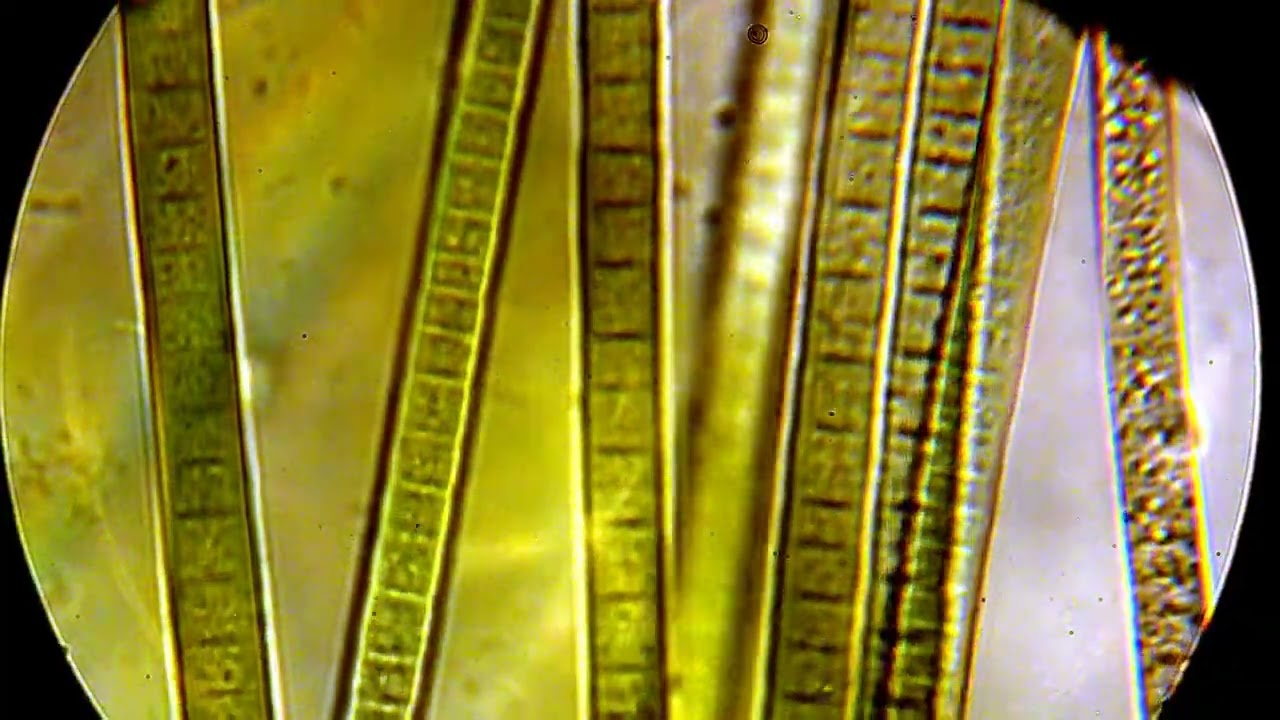 Oscillatoria 100x, IOR MC, time-lapse 5x, polarizare,Sony a6400